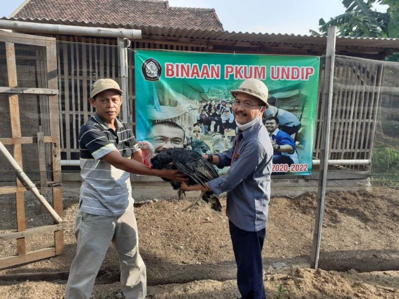 Bantuan Indukan Kalkun