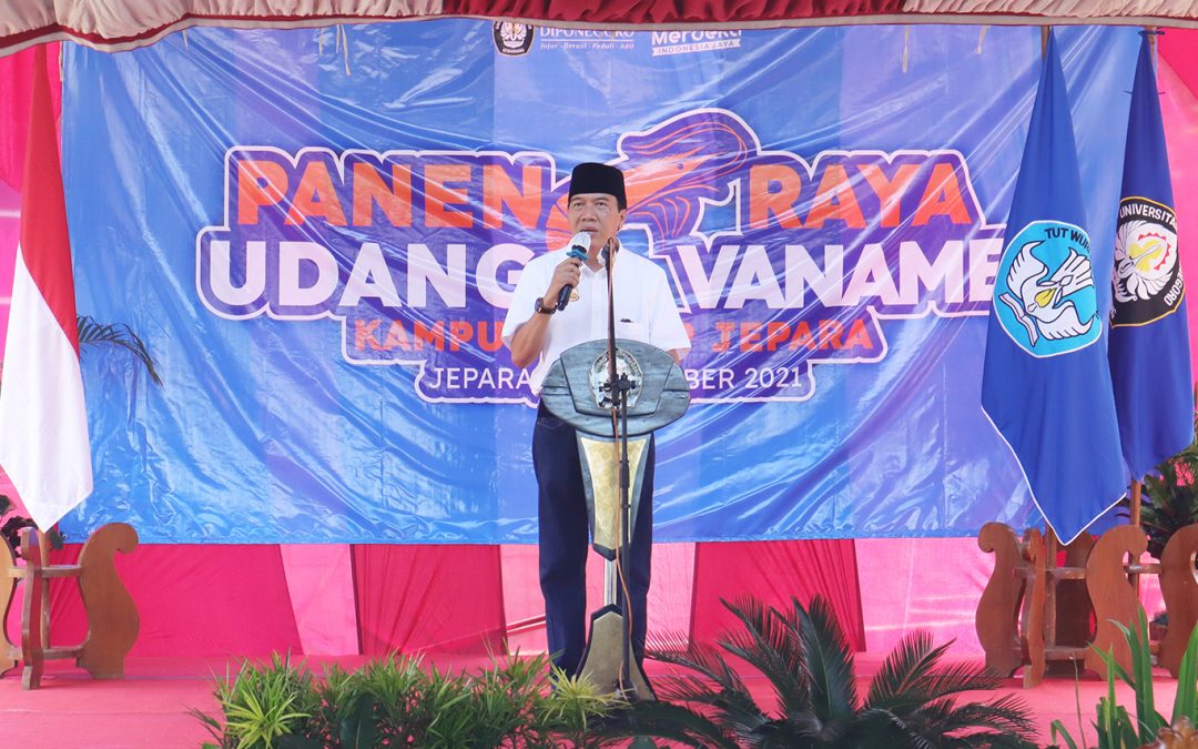 UNDIP Rector Harvested Vannamei Shrimp as Result of MSTP Aquaculture Technology Innovation