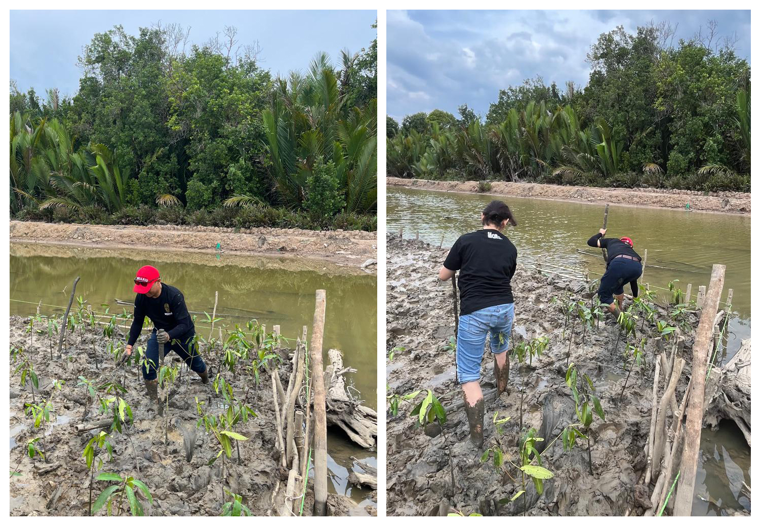 Tim Peneliti UNDIP Terapkan Teknologi Rehabilitasi Ekosistem Mangrove di Ibu Kota Nusantara, Kalimantan Timur